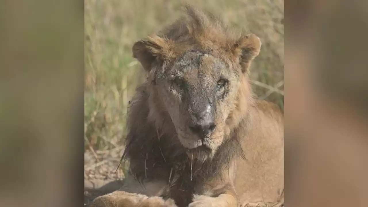 One of Africa's oldest lions killed in Kenya, conservationists say | CNN