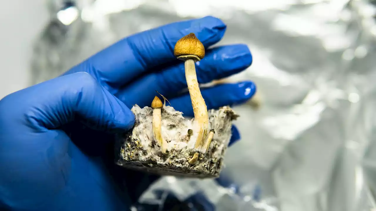 What Psilocybin Psychedelic Mushrooms Are Teaching Us About Human Consciousness