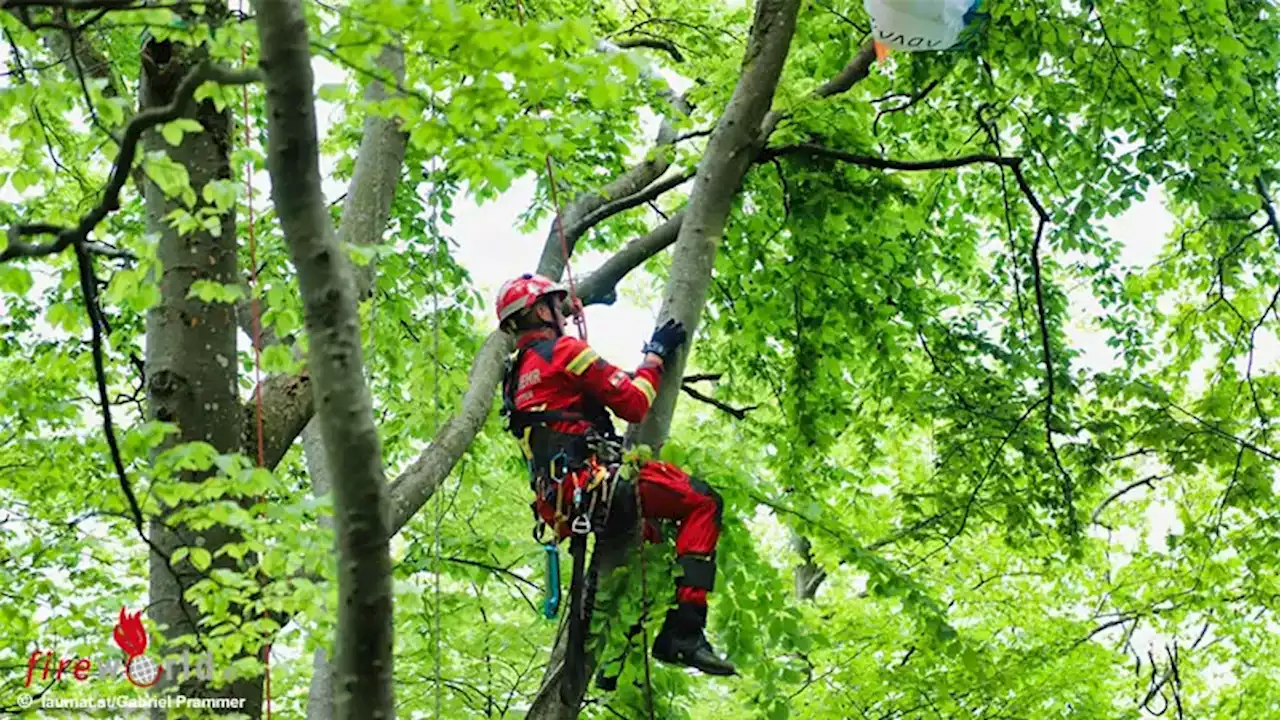 Oö: Paragleiter in rund 10 m Höhe im Baum in Ternberg