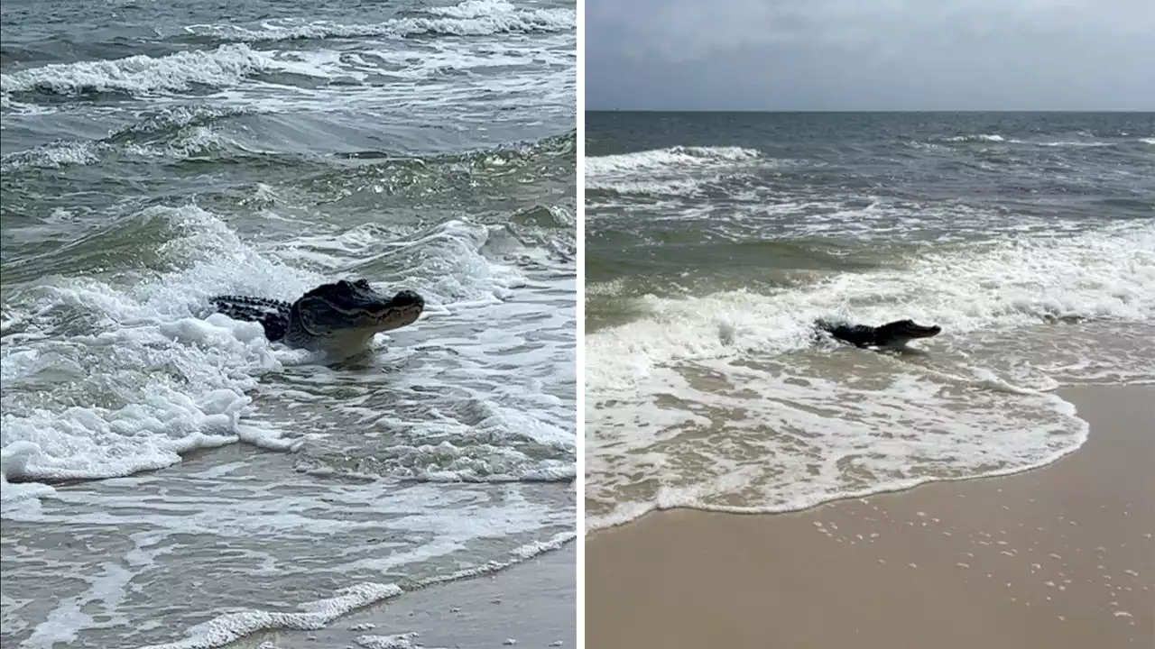 Alabama ocean-goers shocked by what emerged from the sea: Huge alligator washes ashore