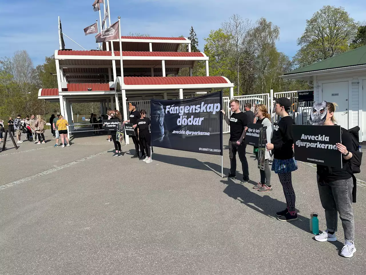 TV: Demonstrationer när Furuvik slår upp portarna