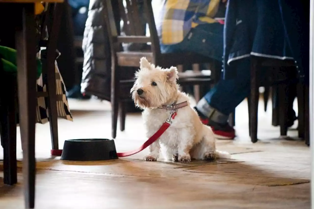 Fancy a pint after your walk? Here are Glasgow's best dog-friendly pubs