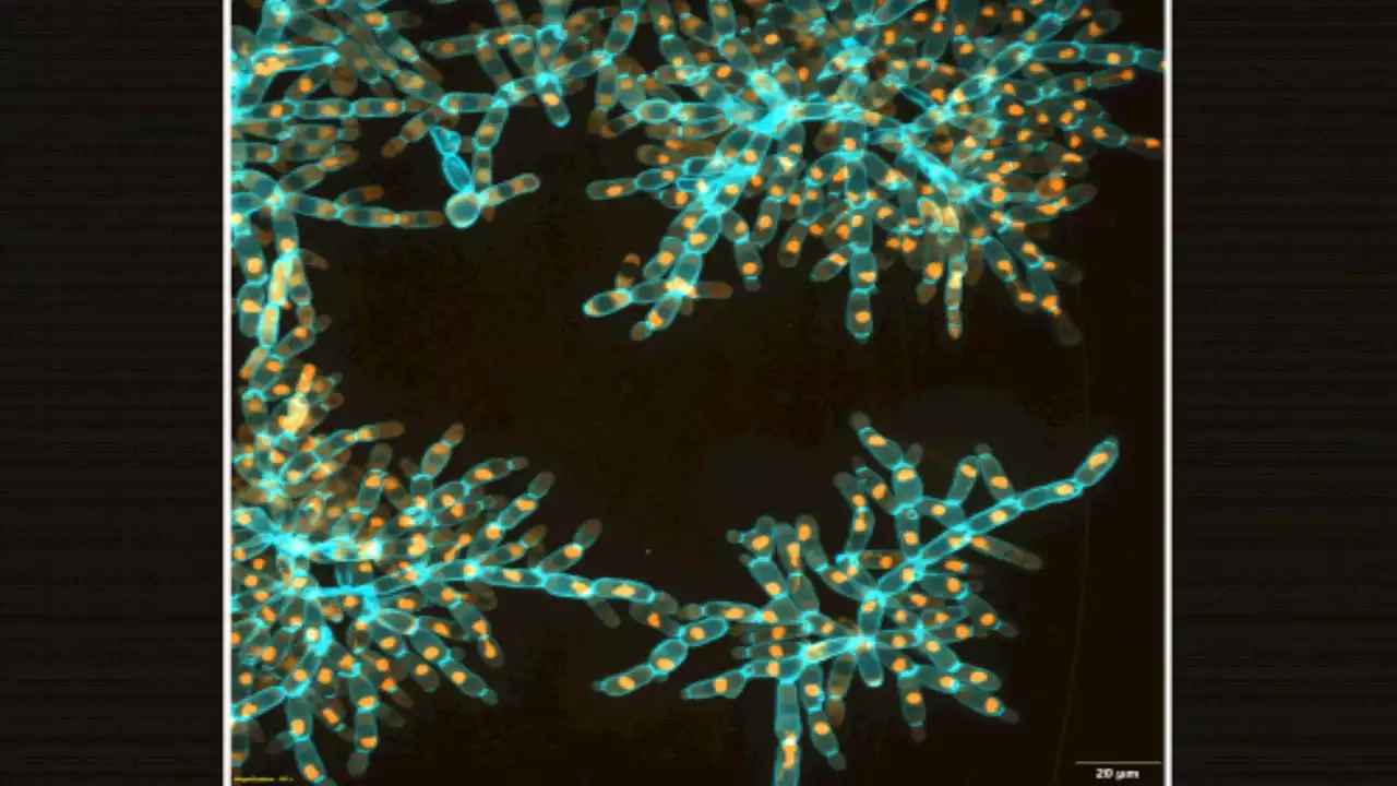 What makes snowflake yeast larger and stronger than their ancestors? New study decodes