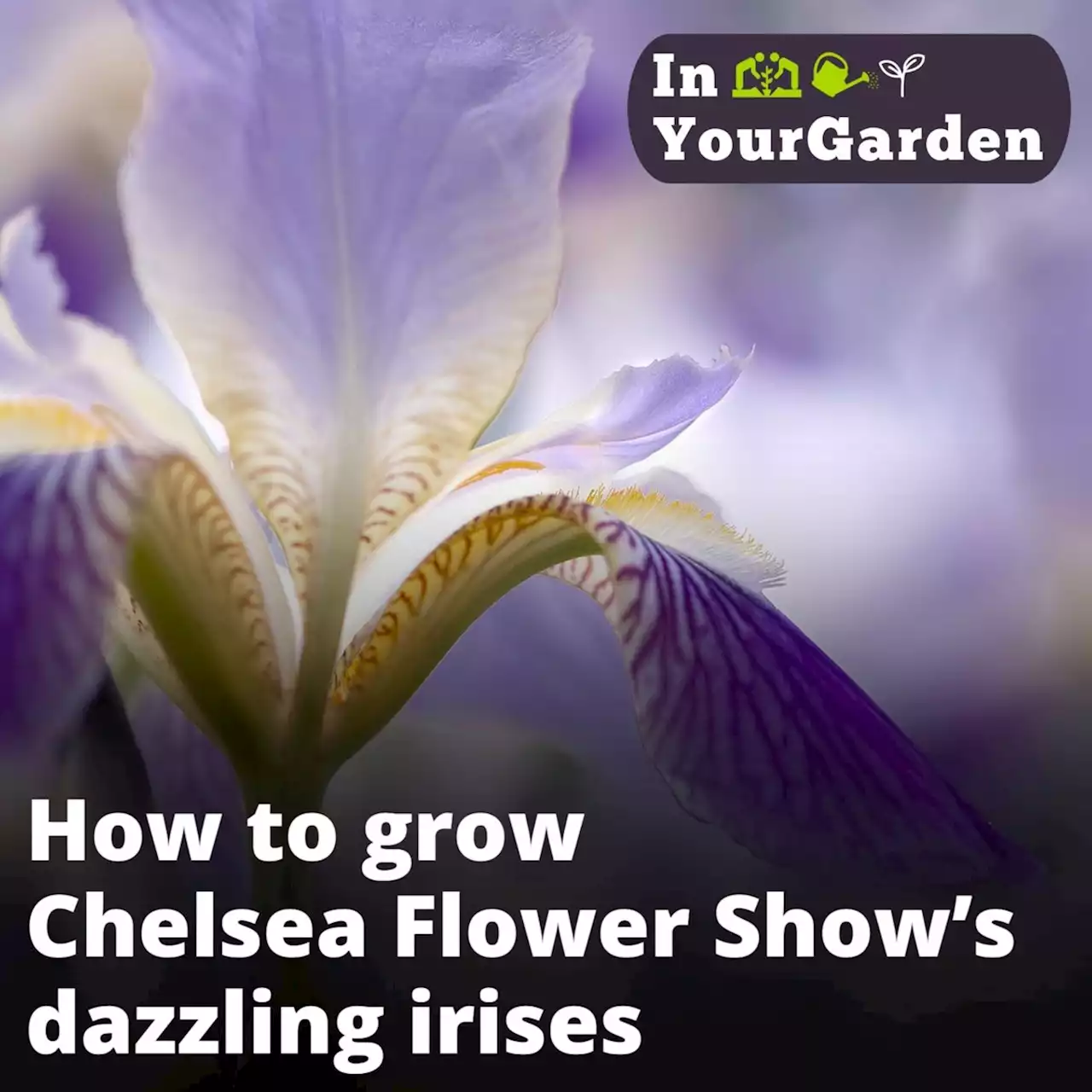 How to grow Chelsea Flower Show’s dazzling irises