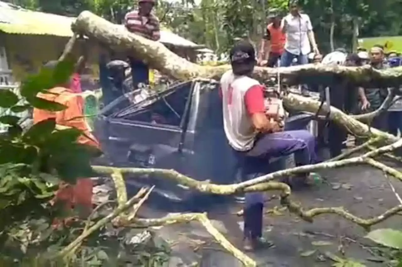 Satu Orang Meninggal dan Dua Orang Luka saat Mobilnya Tertimpa Pohon di Jember - Jawa Pos