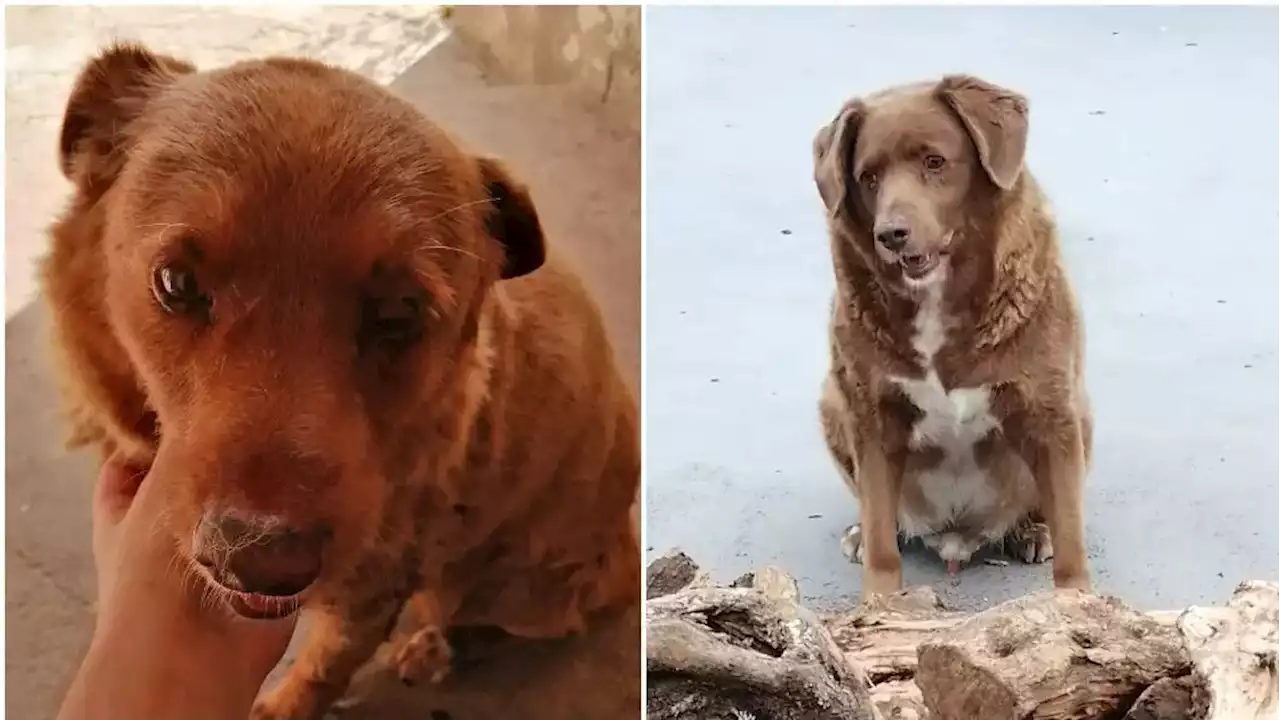 World's oldest dog is celebrating his 31st birthday with 100 guests and live entertainment