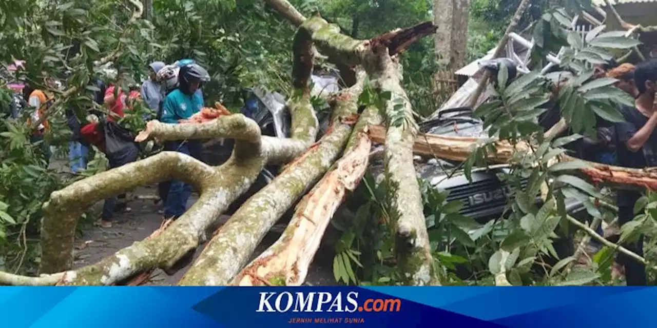 Mobil Tertimpa Pohon Tumbang di Jember, Sopir Terjepit dan Tewas