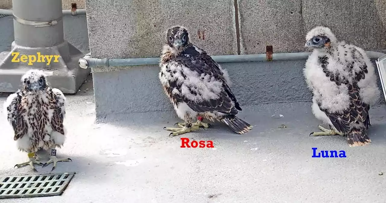 Winning names announced for UC bell tower falcon chicks