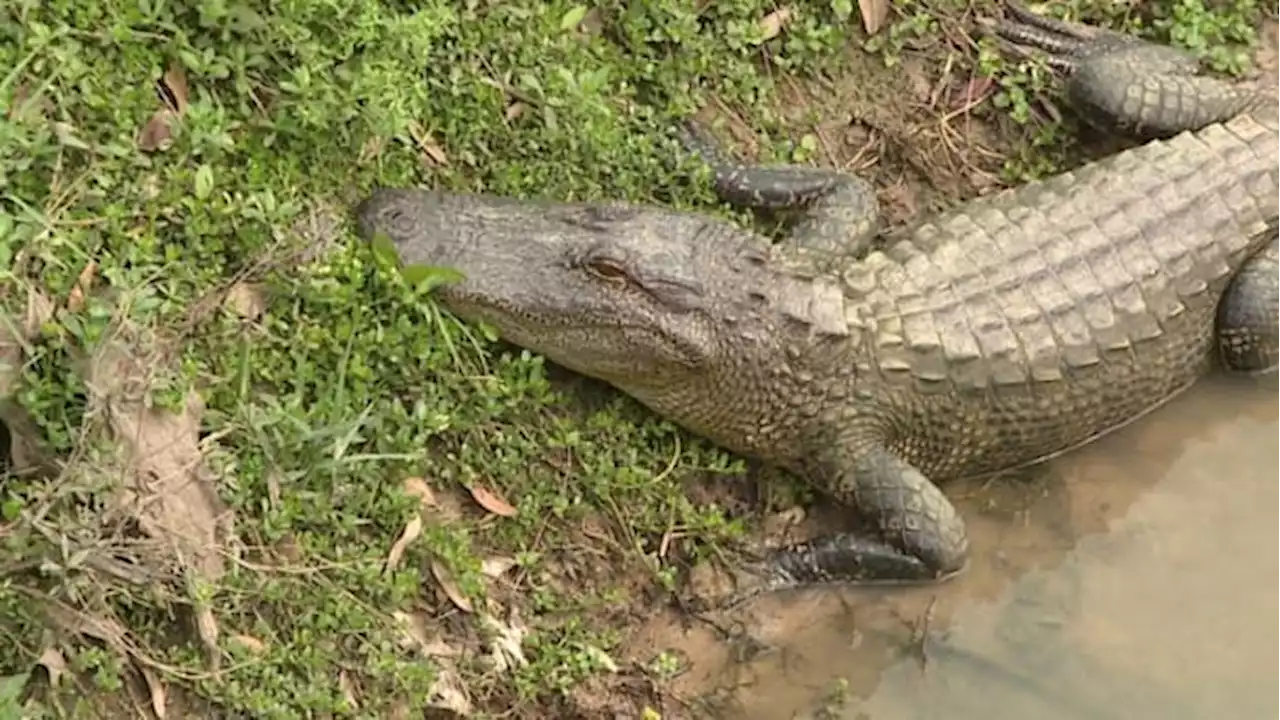 16 alligator incidents in the Houston area you might remember