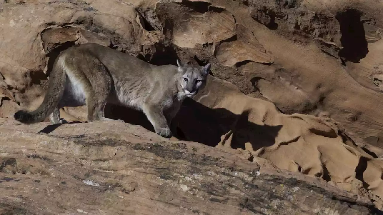 Mountain lion that swatted 11-year-old girl's cheek killed in Colorado