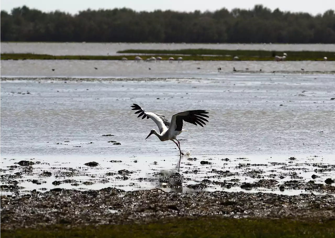 Científicos internacionales piden a la Unesco que declare Doñana patrimonio en peligro