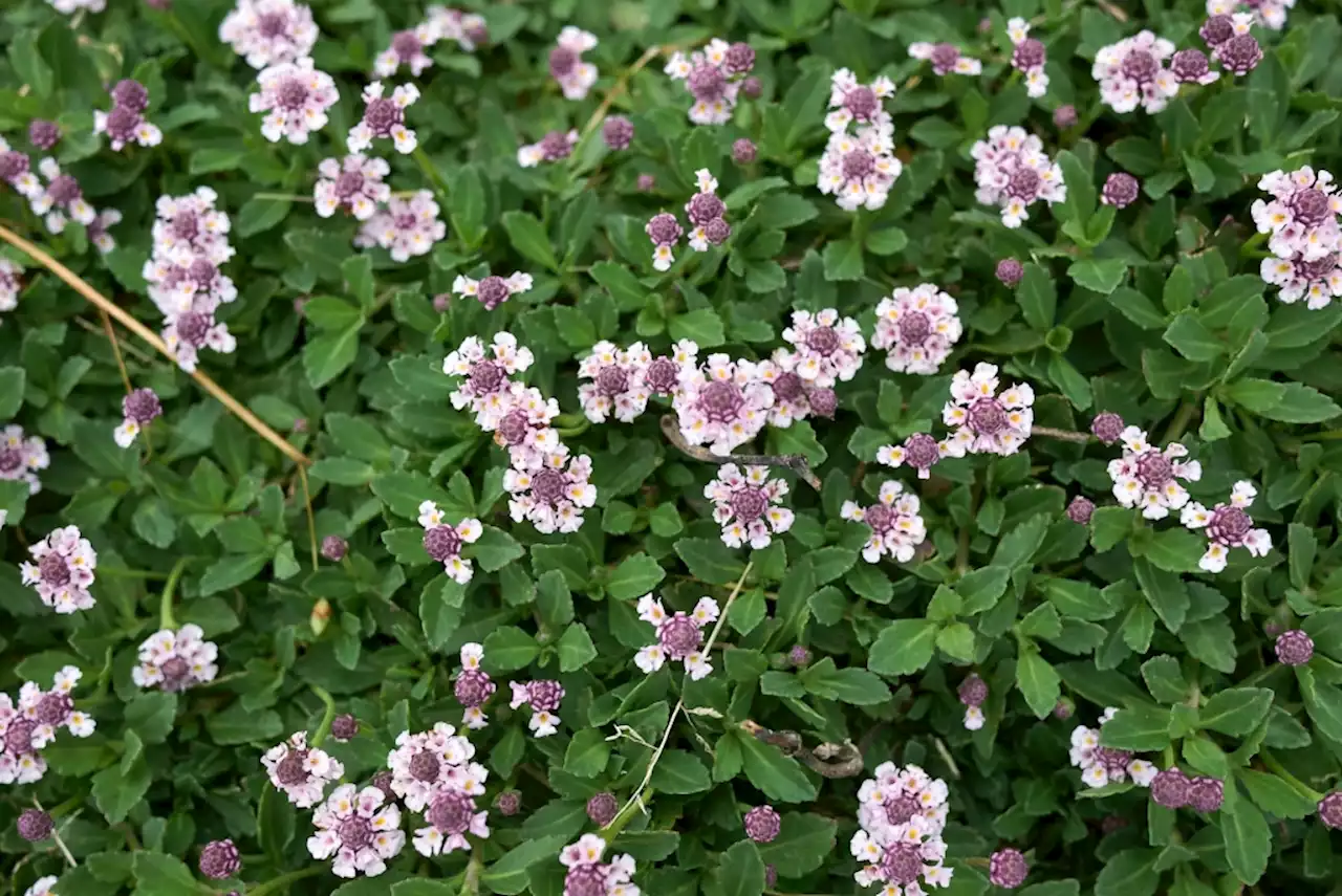 Why this drought-tolerant ground cover may be what gardeners need