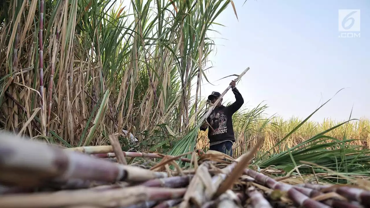 Usul Petani: HPP Gula Tani Naik, Harga Acuan Pemerintah Dihapus