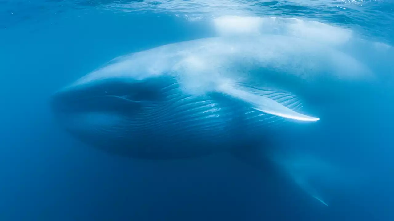 Blue Whales to Spectacularly Swim Across a 7-Story Movie Screen