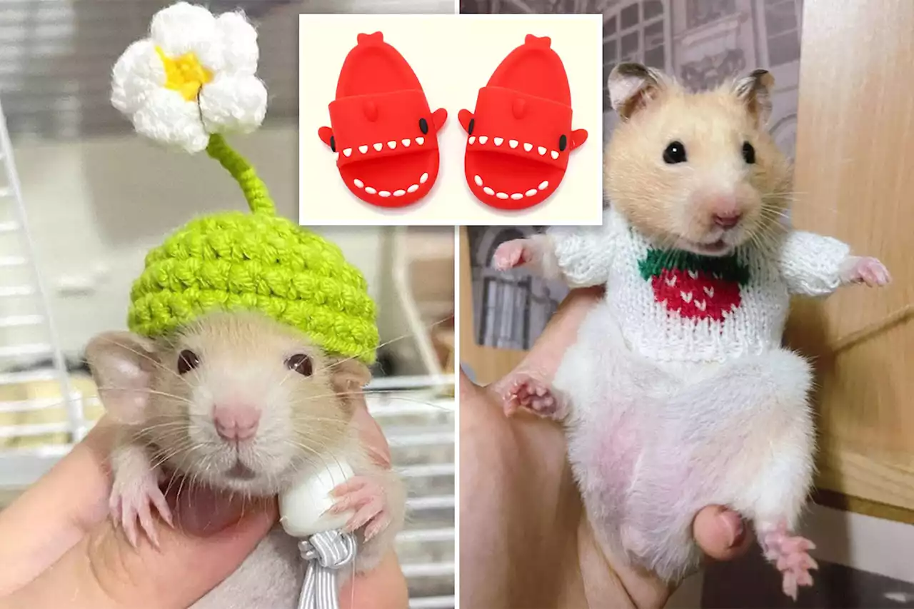 Fashion brand unleashes a clothing and accessory line for hamsters