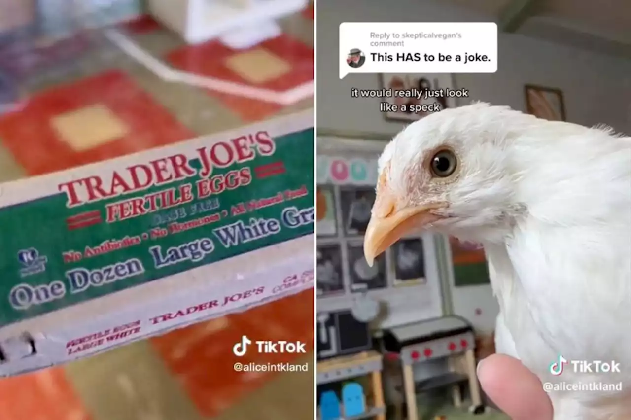 Teacher claims she hatched chicks from eggs she bought at Trader Joes