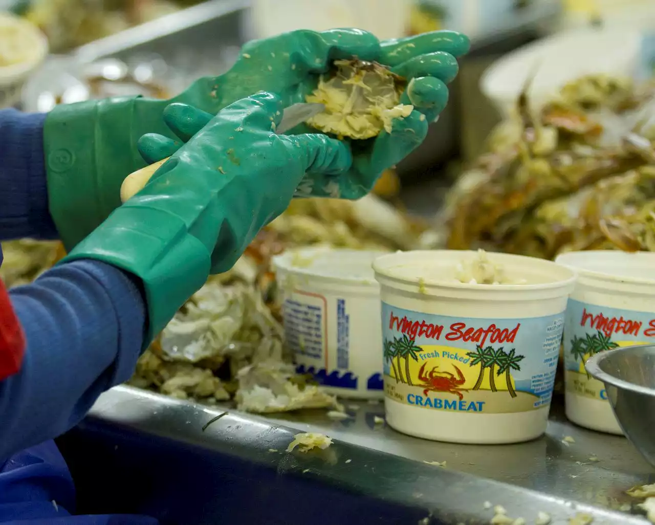 Crabmeat facility closed after inspections find maggots, roaches — even cats and a chicken: reports