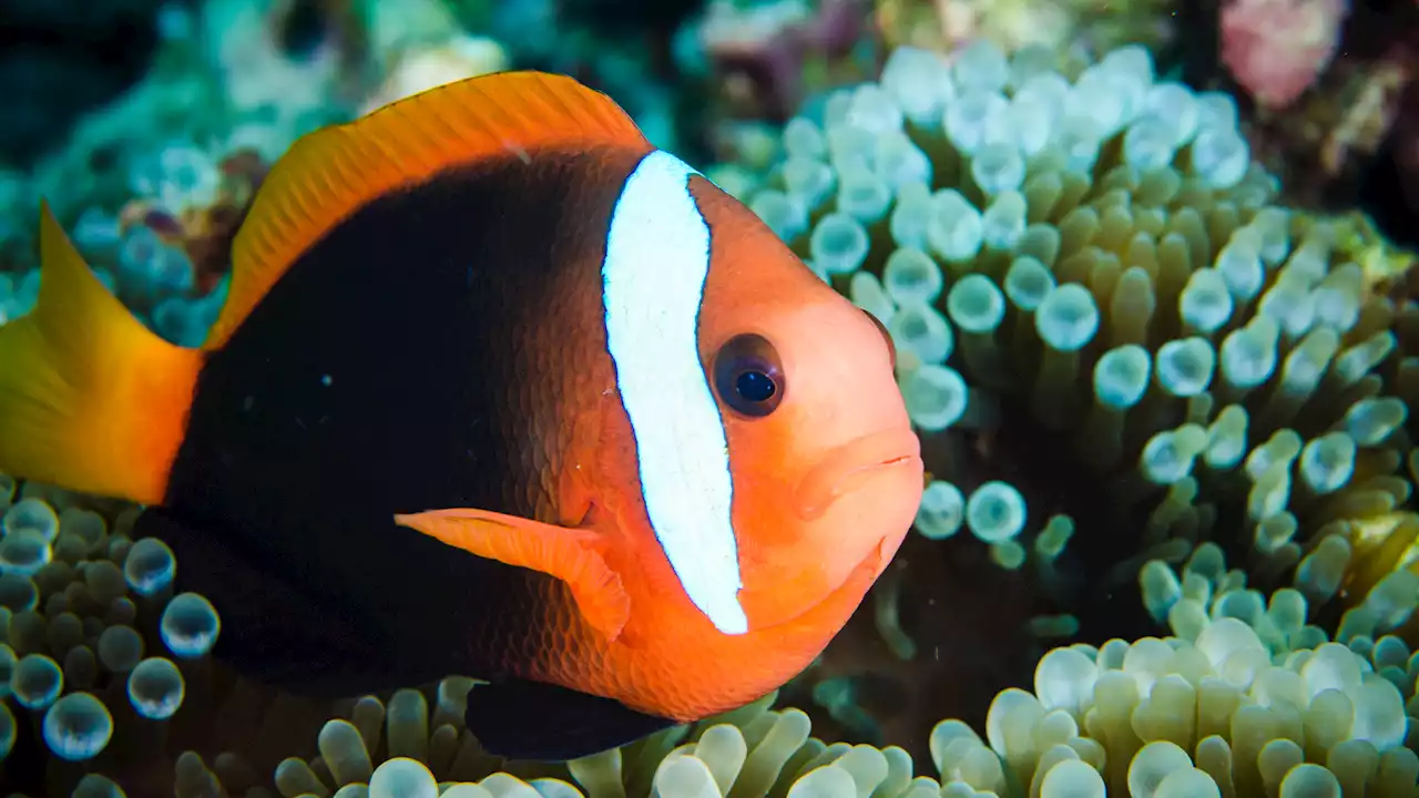 Baby anemonefish can rapidly change their genes to survive in the sea