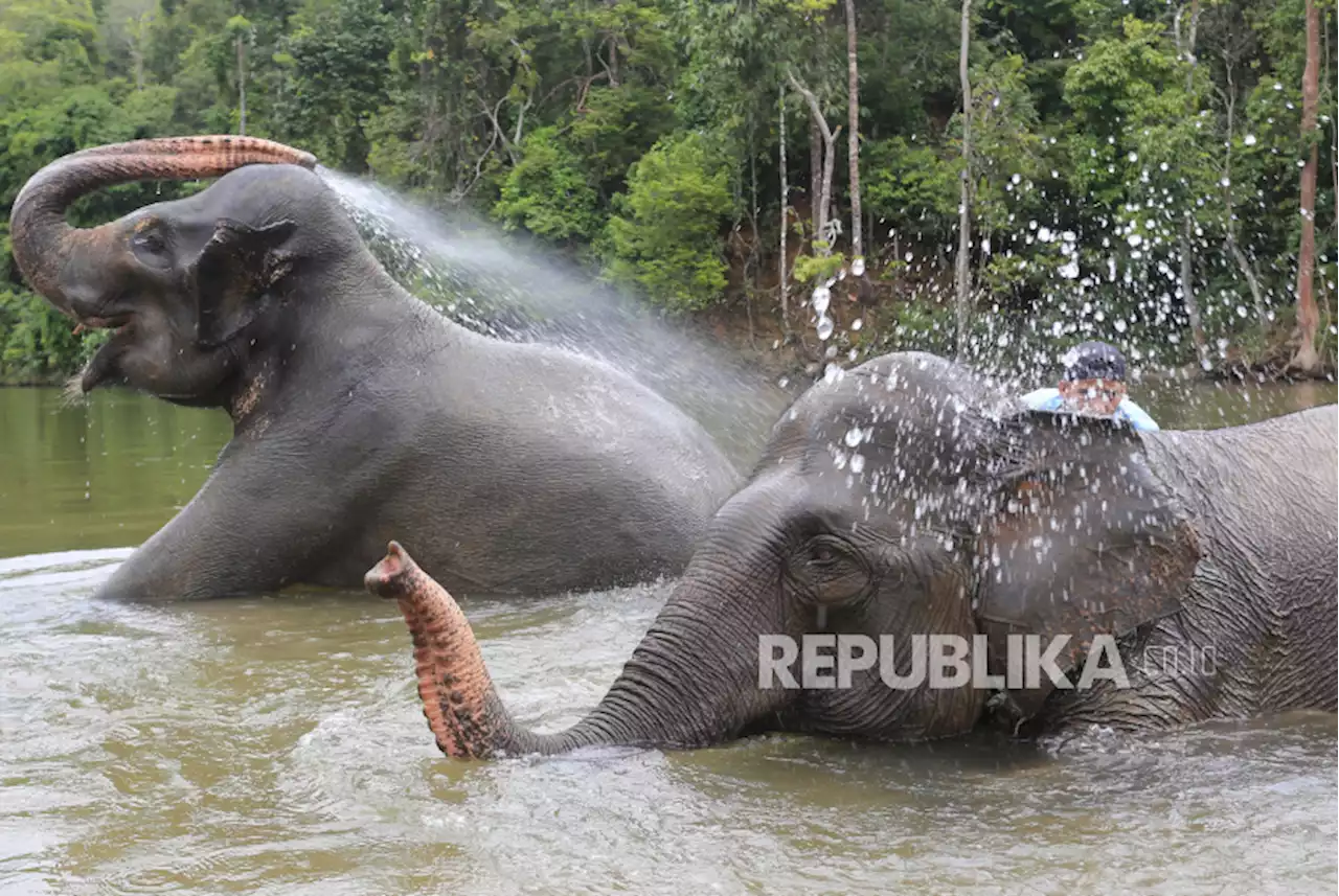 Gajah Liar Masuk Permukiman, Warga Aceh Jaya Mulai Takut Tinggal di Rumah |Republika Online