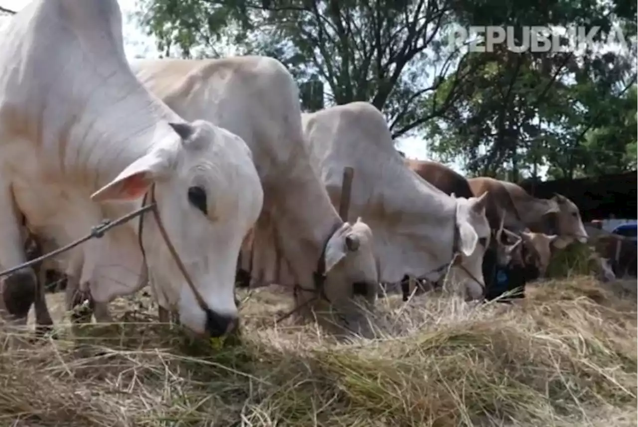 Polisi Duga Ada Modus Baru Pencurian Ternak, Sapi Dimutilasi di Tempat Agar Mudah Diangkut |Republika Online