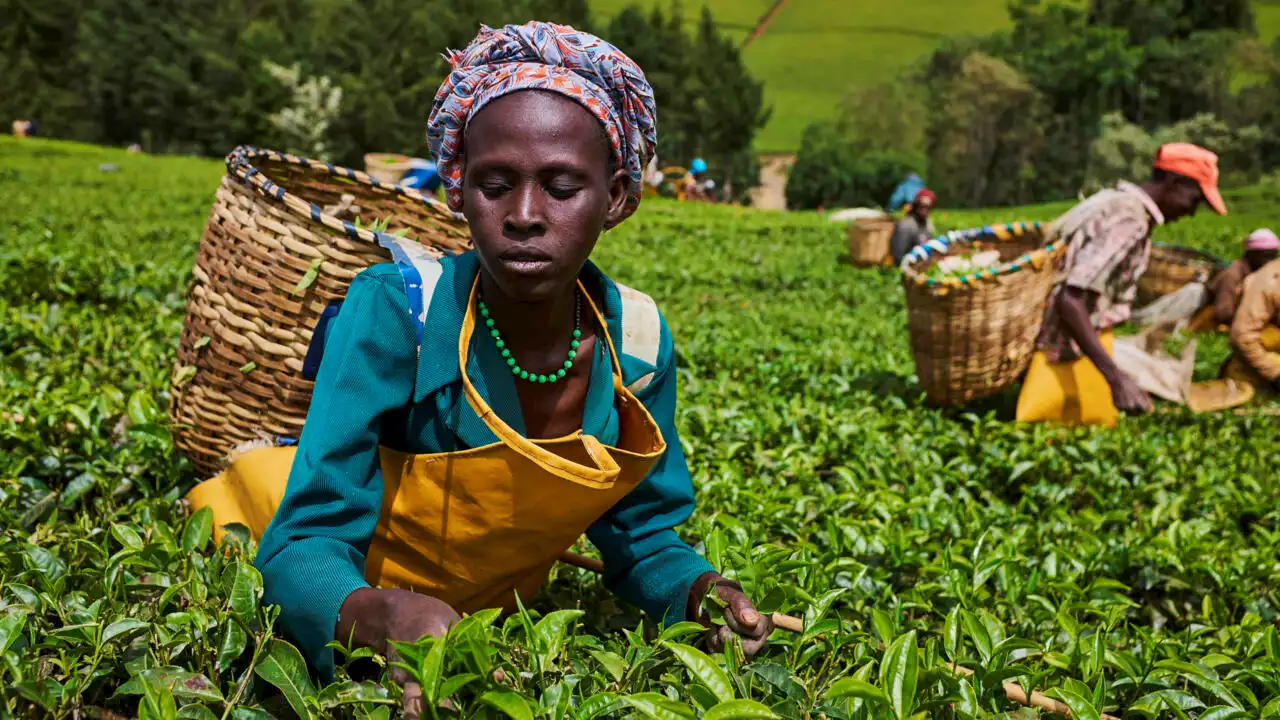 Kenya: deux plantations de géants du thé perdent leur label après un scandale d'abus sexuels