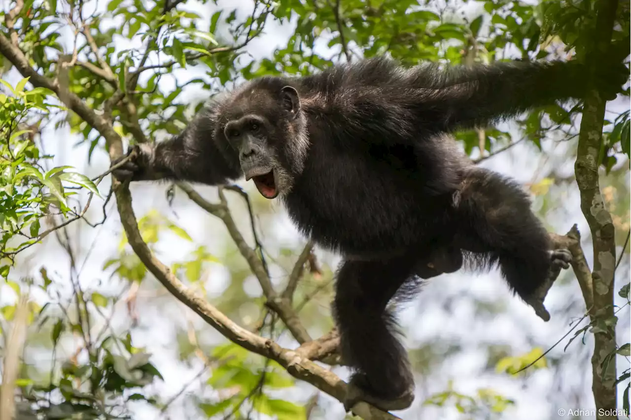 The Evolution of Communication: Chimpanzees Show Surprising Ability To Combine Calls