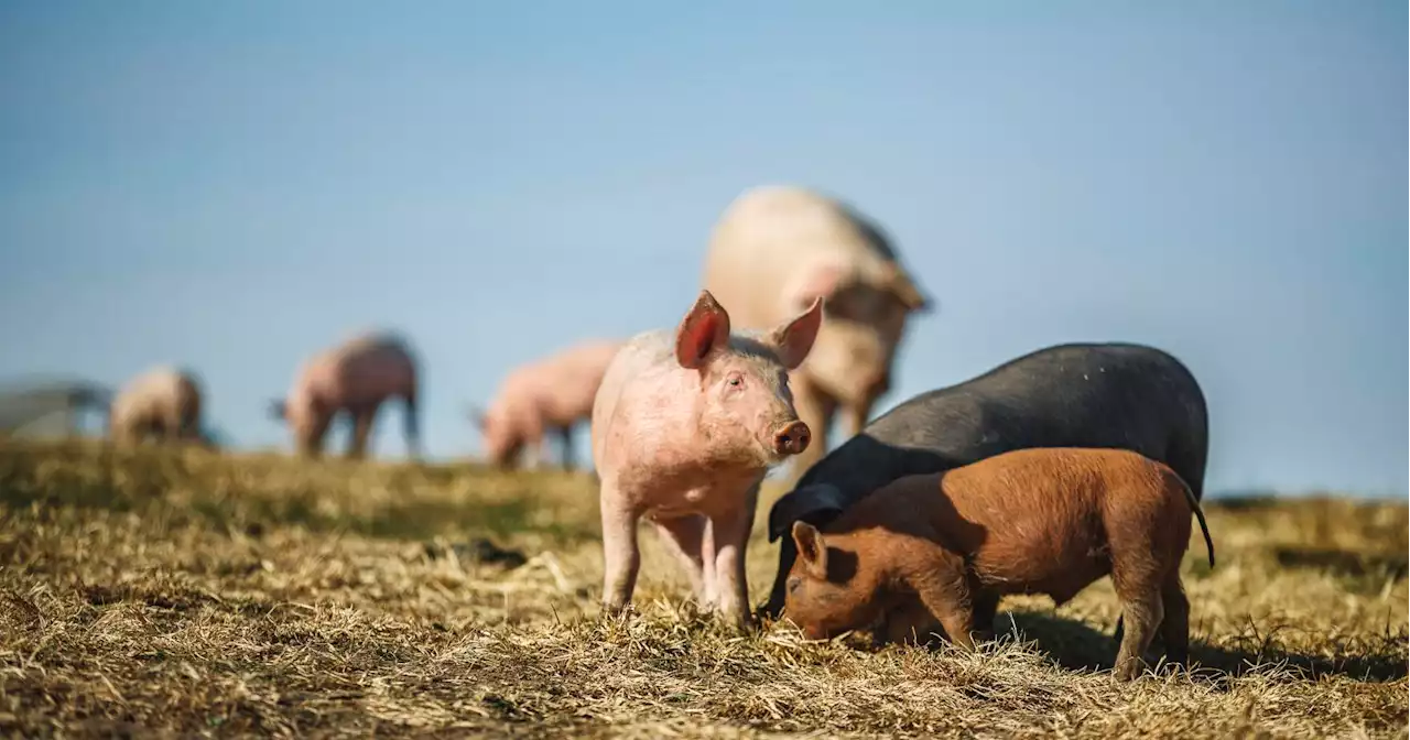 Supreme Court supports California law to provide pigs with more room