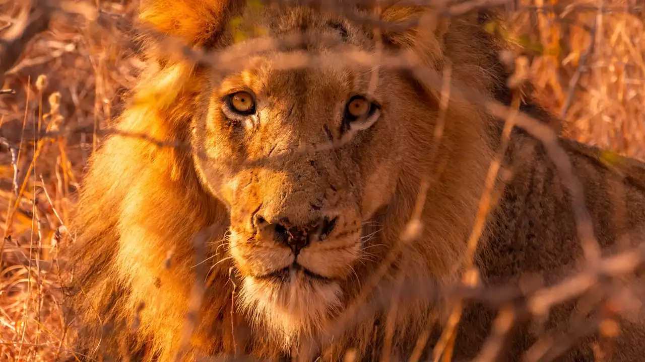 'One of world's oldest lions' in Kenya ecosystem is killed after preying on livestock