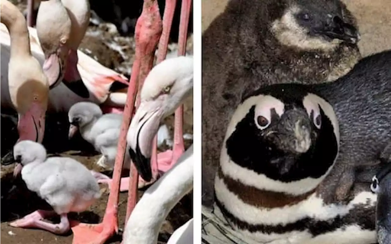 Bioparco di Roma, nati otto fenicotteri e un pinguino del Capo