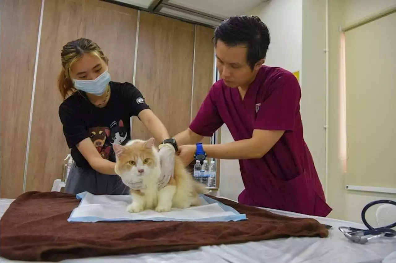 Free health screening for over 100 pets whose owners are from low-income households