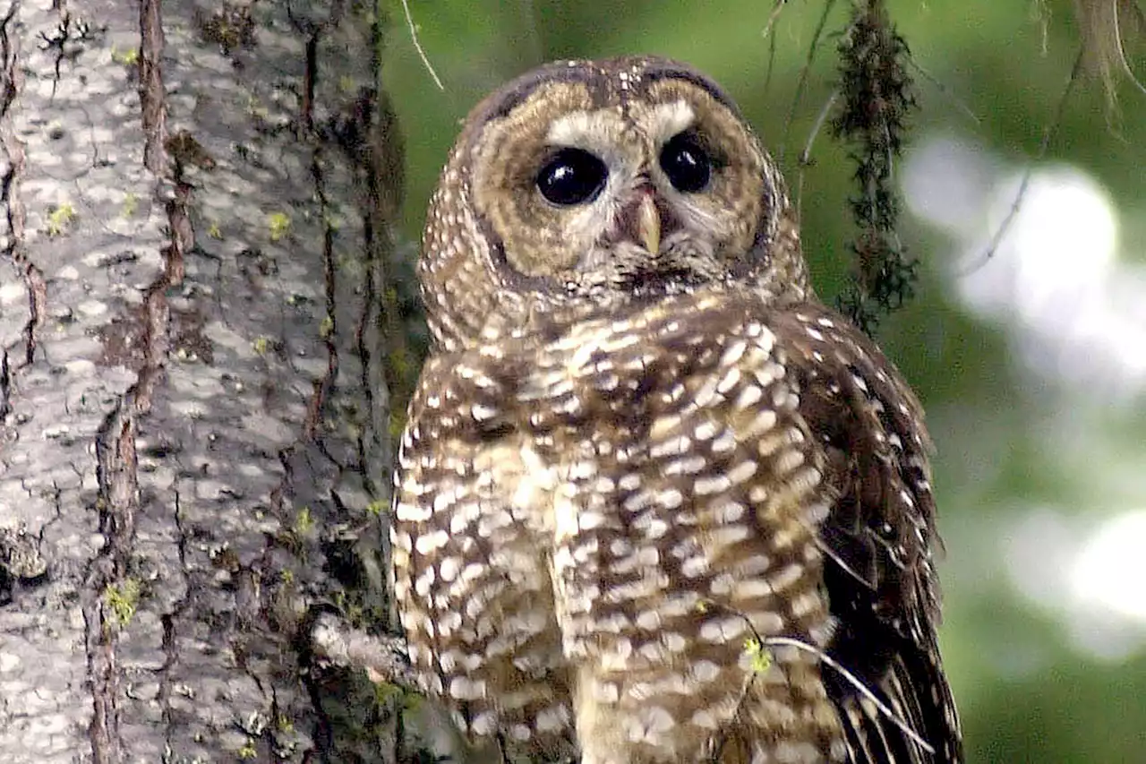 Death of 2 Northern Spotted Owls brings population in B.C. wilderness down to 1 - Terrace Standard