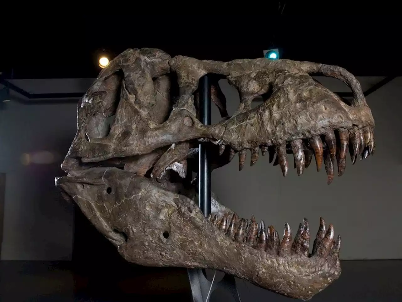 T. rex Discovery Centre reopens May long weekend in Eastend, Sask.