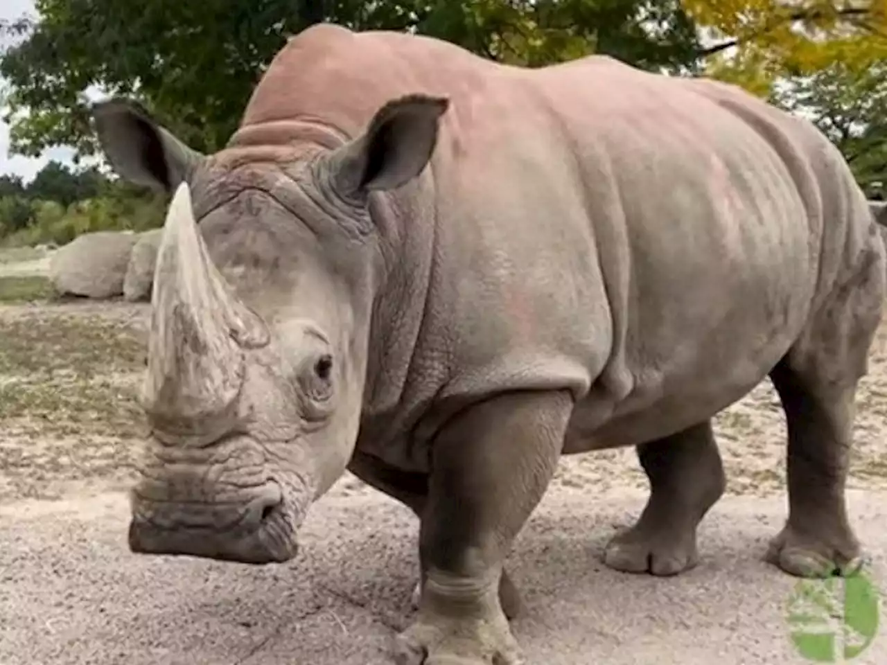 Sabi the white rhino at the Toronto Zoo pregnant with first calf