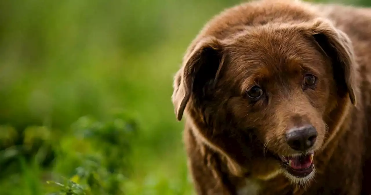 The world’s oldest dog is turning 31. Here’s what the owner says helped him live such a long life