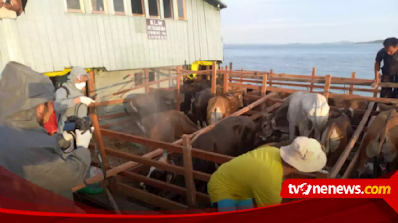 Kebutuhan Hewan Kurban di Karimun Diperkirakan Lebih dari 1000 Ekor, Pasokan Peternak Lokal Diutamakan