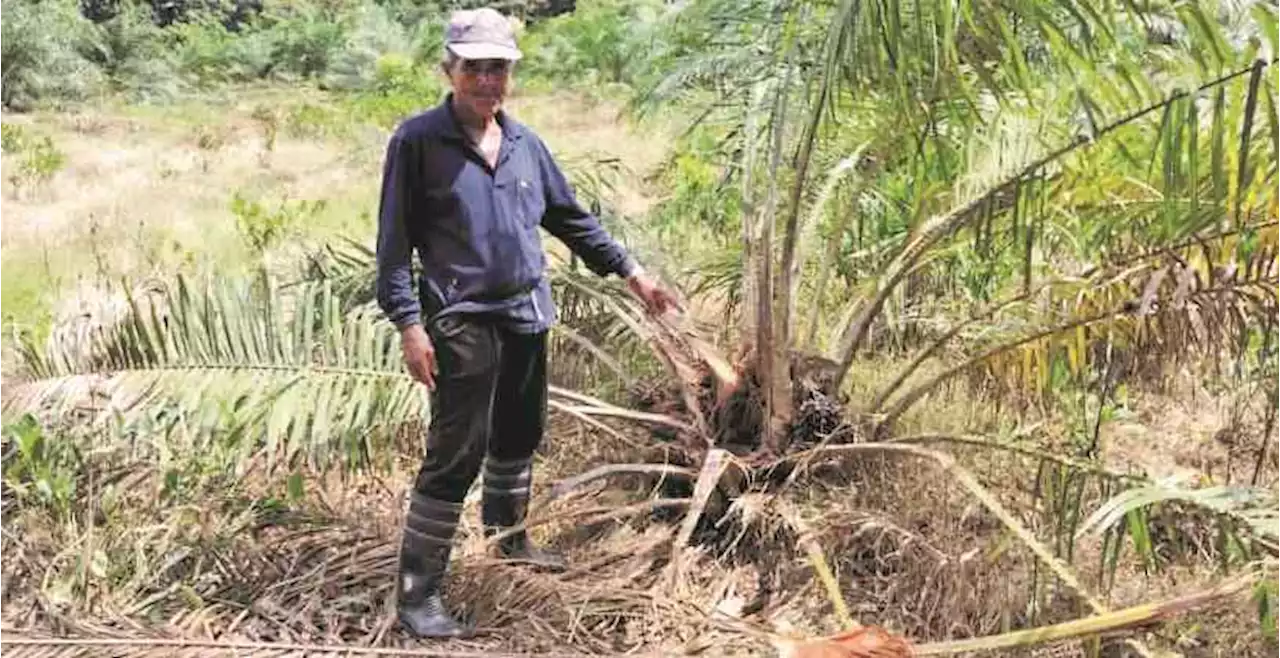 Rugi RM70,000 kebun kelapa sawit dimusnah gajah liar