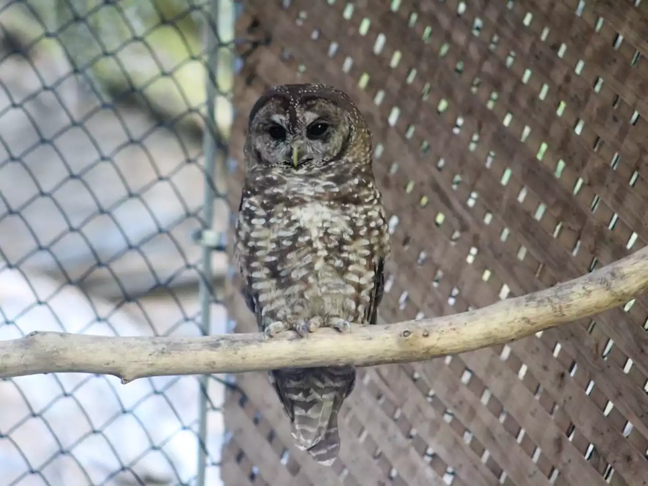 Two northern spotted owls found dead in B.C. forest, in blow to release program