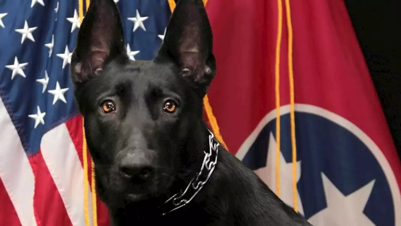 Tennessee police shootout leaves 1 dead, police dog wounded