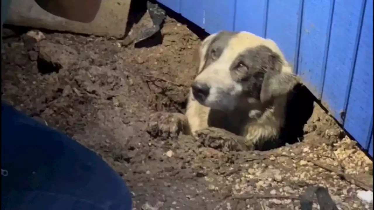 Caught on video: ABC News crew rescues dog trapped under house while covering Texas tornado damage