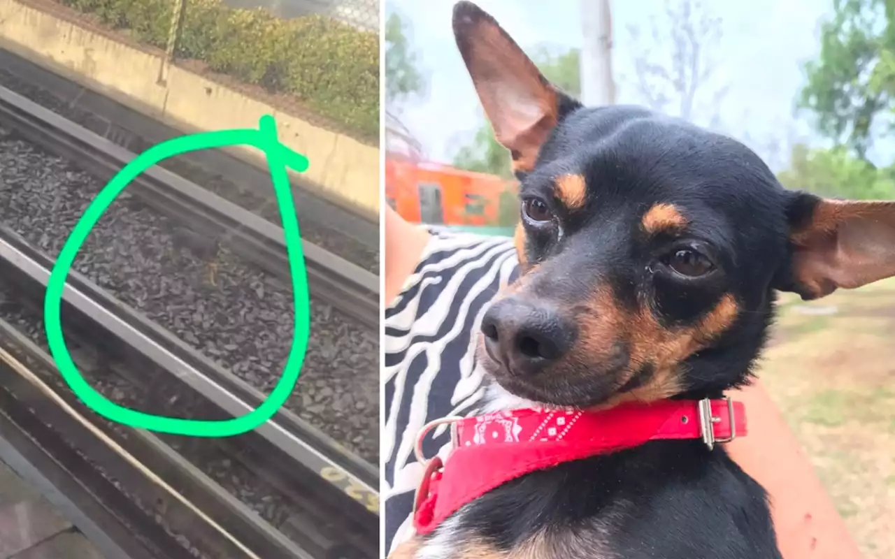 Fotos | Rescatan a perrito de ser arrollado en las vías de la Línea 2 del Metro