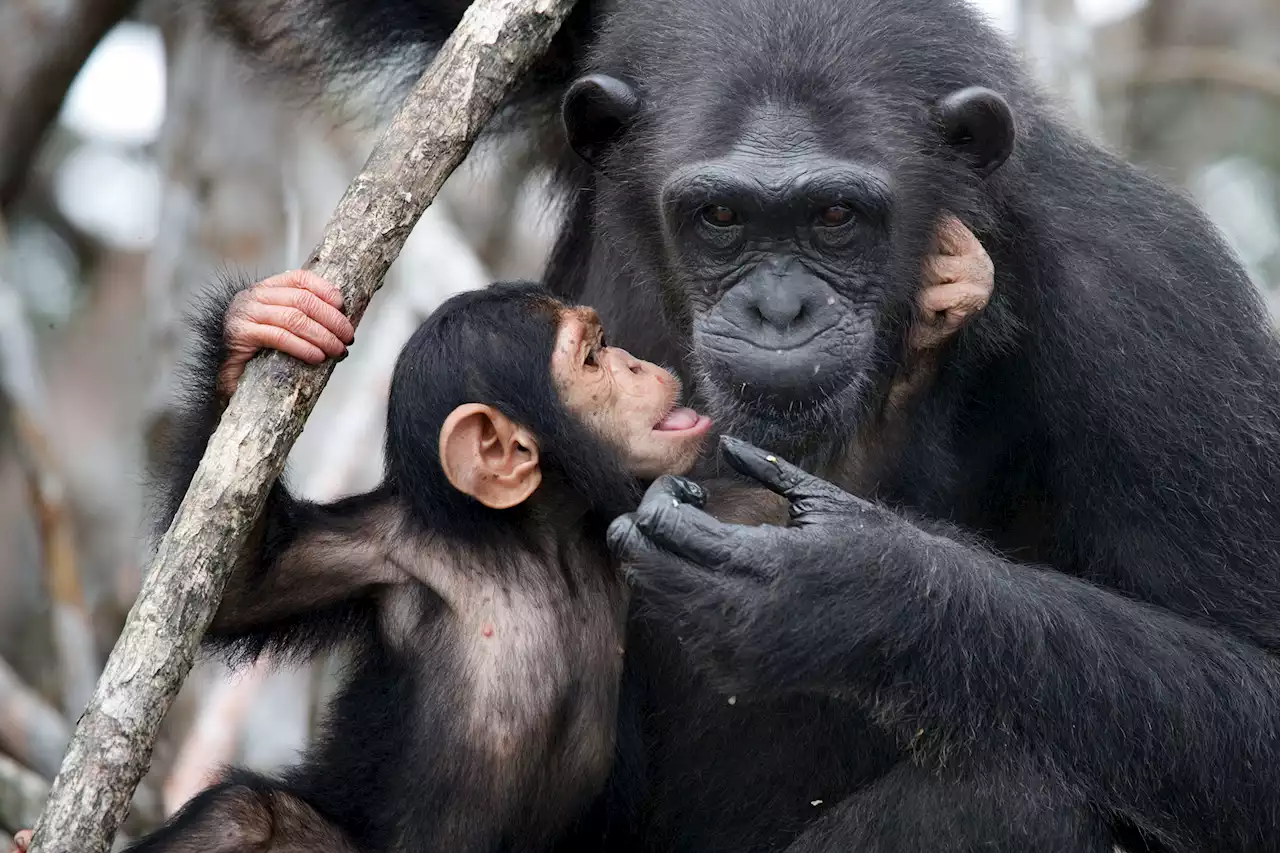 Scientists actually managed to translate chimpanzee language for the first time