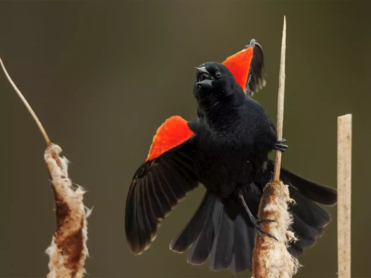 Mike Drew: Blackbirds singing in the rain