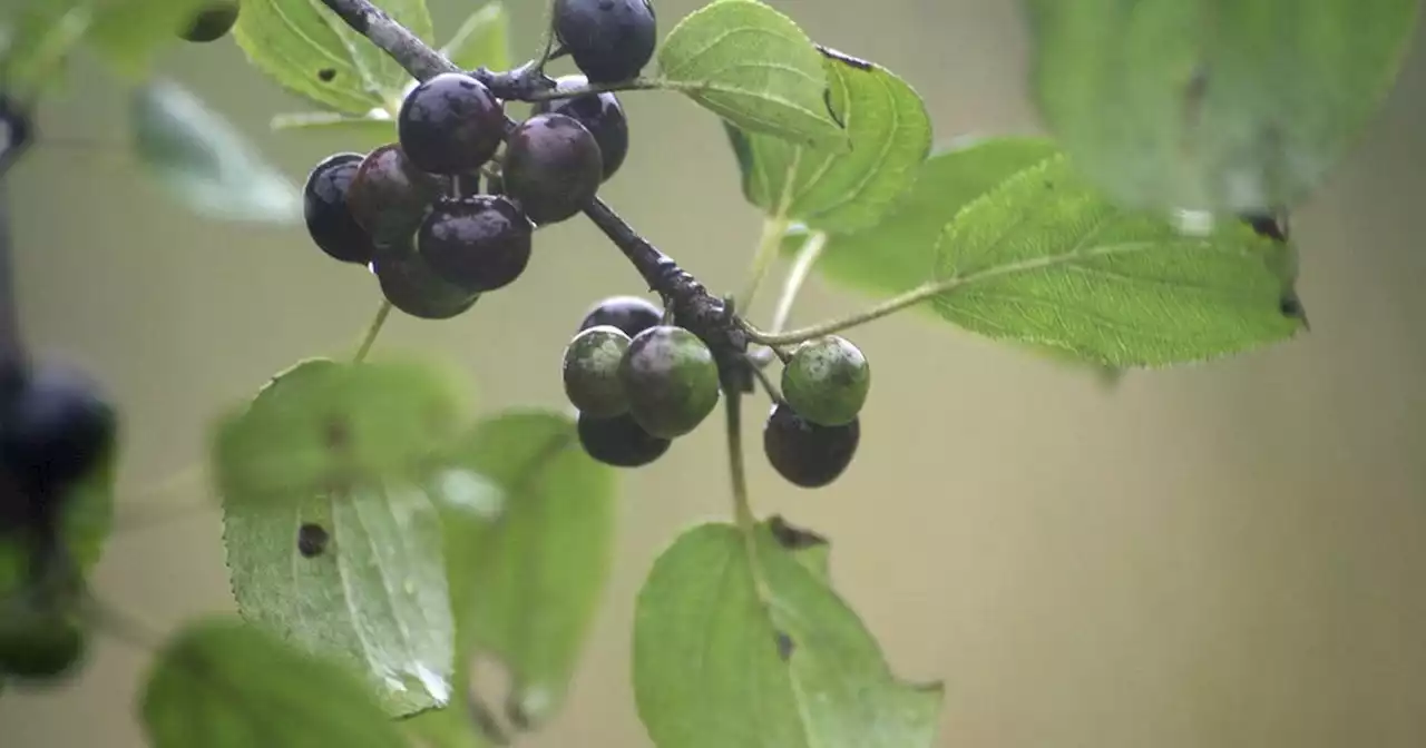 What can gardeners do to combat invasive plants? Know your enemy.