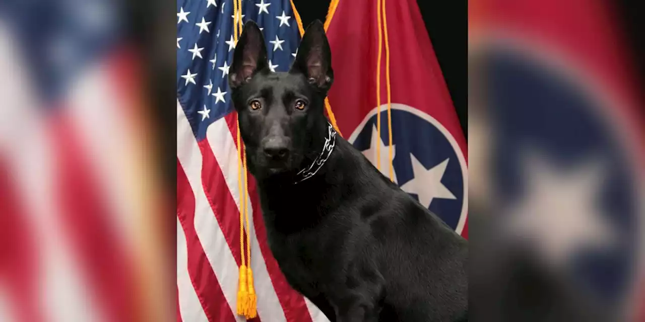 Officer-involved shooting leaves 1 dead, K-9 injured in east Tennessee