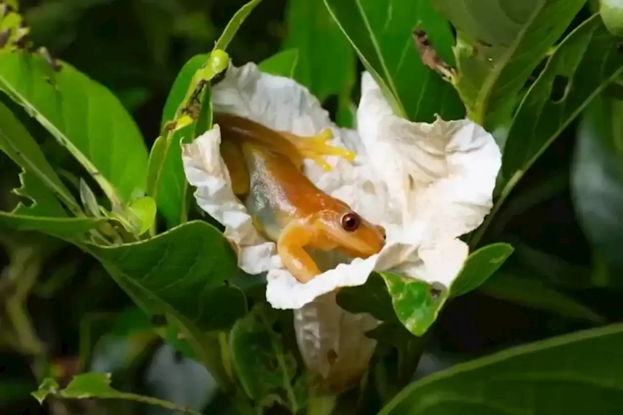 Pesquisadores descobrem perereca brasileira que espalha flores ao se alimentar