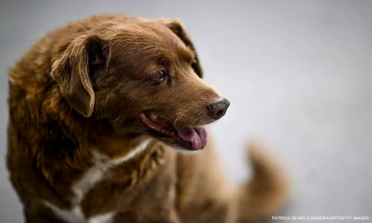 Bobi, the world's oldest dog, celebrates 31st birthday