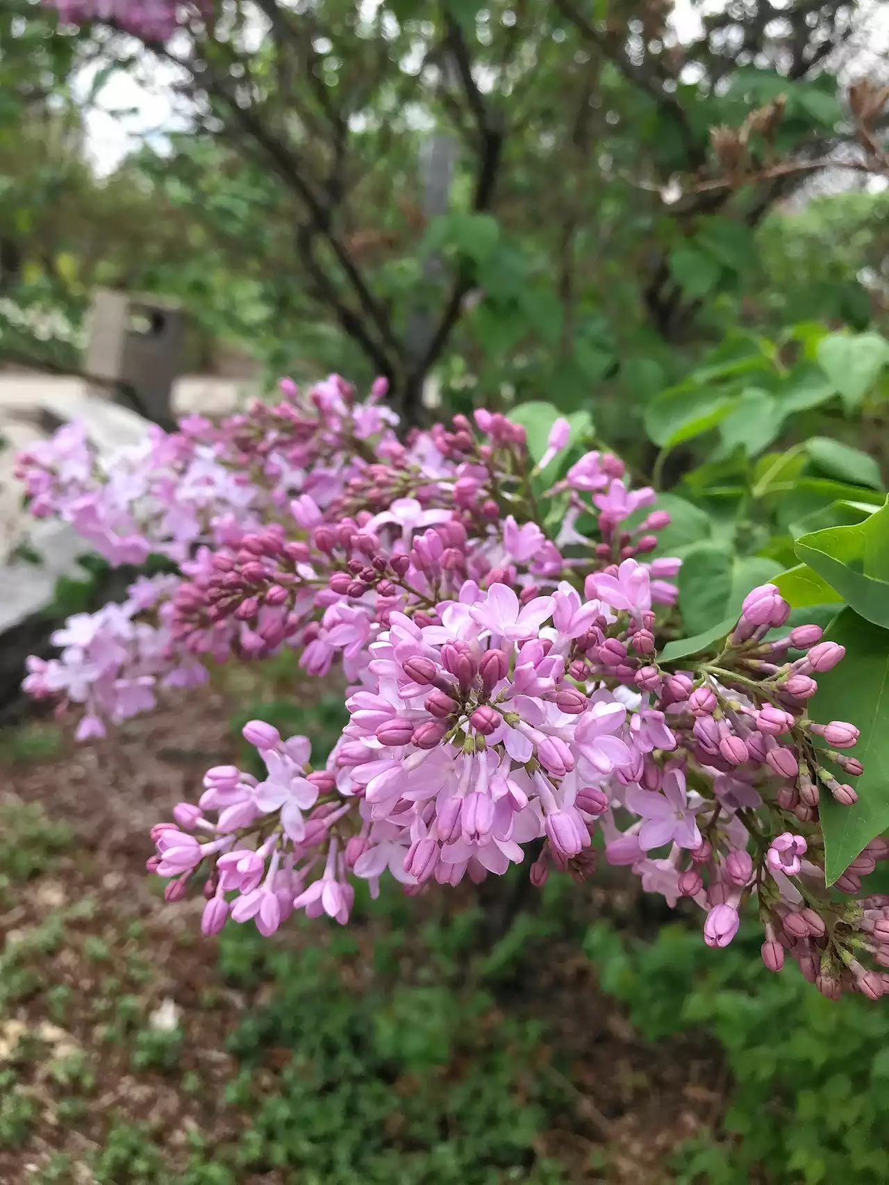 Good News Sunday: It's Lilac Time in Lombard, and the blooms are popping