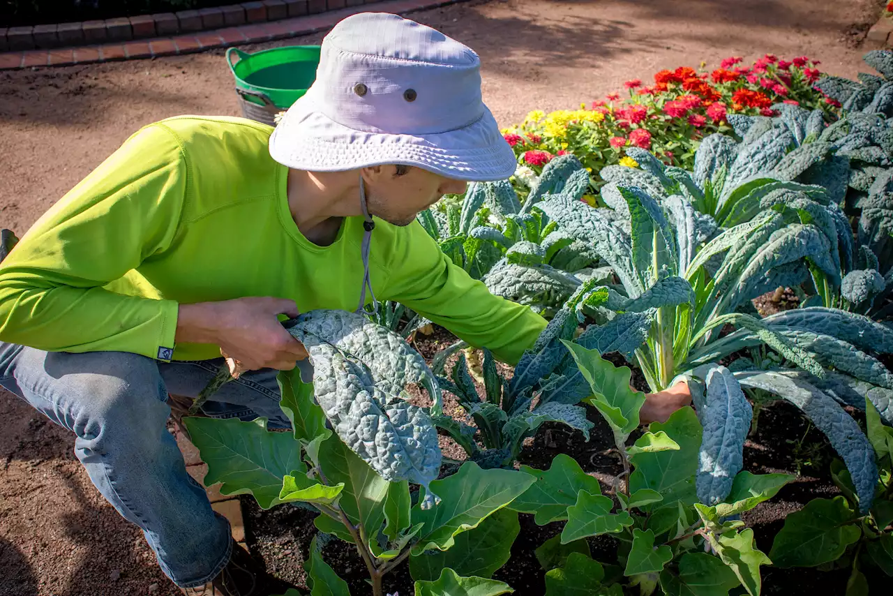 Start planting, but check for underground lines