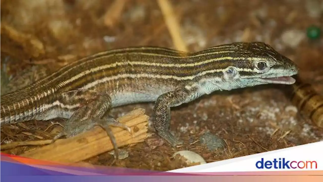 Kelompok Kadal Ini Tak Ada yang Jantan, Bagaimana Mereka Bereproduksi?