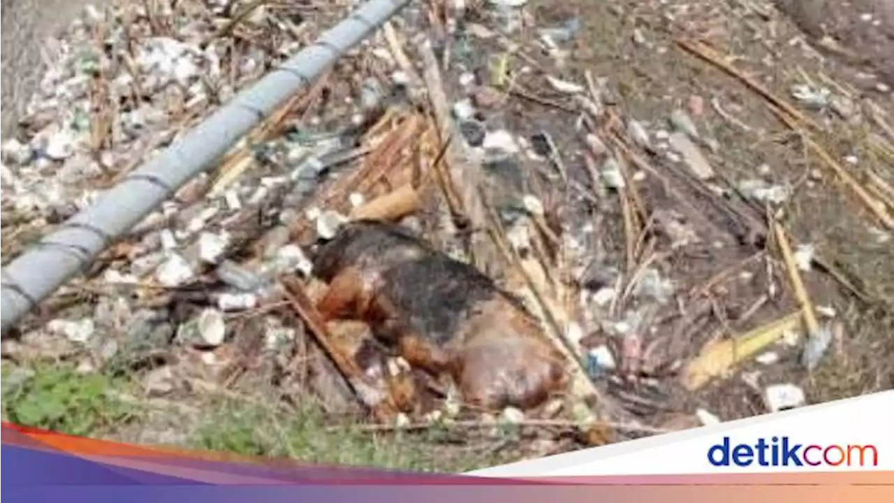 Pemkab Luwu Timur Ungkap Babi Mati gegara Virus ASF Tembus 14.756 Ekor